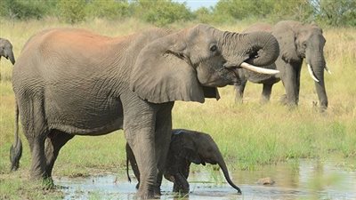 25 معلومة لا تعرفها عن الفيلة (صور)