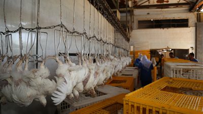 ذبح أول دفعة من الدواجن المدعمة بالمجزر الآلي في قنا (صور)