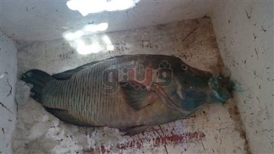 سمكة نابليون.. صراع البقاء بين طمع الصيادين وإهمال البيئة