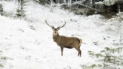 «رجعت الشتوية».. الثلوج البيضاء تغطي بريطانيا (صور)