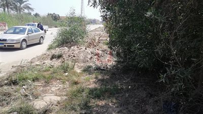 «القمامة والباعوض والحشرات».. ثلاثية الإهمال تغزو 15 مايو بجمصة