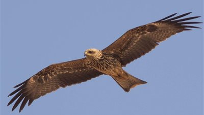 حلقة نقاشية عن إدارة الصيد في مصر خلال مؤتمر التنوع البيولوجي