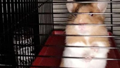 عمال إنقاذ يصنعون سلما صغيرا لإنقاذ هامستر محاصر داخل أنبوب