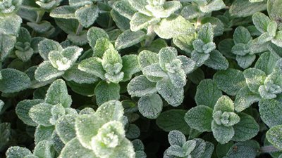 الأعشاب الطبيعية لمواجهة أضرار قلي الطعام