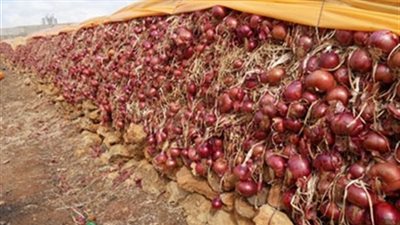 بشهادة رسمية.. الكويت تبرئ البصل المصري من تهمة التلوث