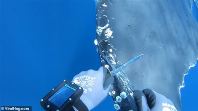 إنقاذ حوت ضخم يحمل شبكة صيد نصف طن (فيديو وصور)