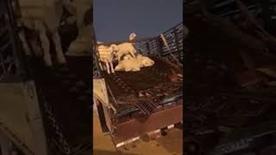 رد فعل فتيات حاولن شراء خروف بالرياض (فيديو)