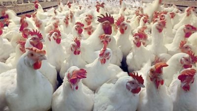 تراجع أسعار الدواجن.. والكيلو يسجل 23 جنيها في الأسواق
