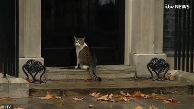 موقف طريف لقط يعمل برئاسة الوزراء البريطانية (فيديو وصور)