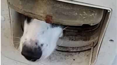 رد فعل لا يصدق لكلب شاهد طردا لأسرة منزله (فيديو وصور)