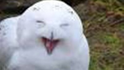 بالفيديو.. 2.5 مليون مشاهدة لـ«بومة» لا تستطيع التوقف عن الضحك