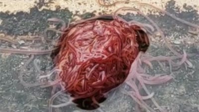 كتلة ضخمة لديدان تشبه مخا بشريا دمويا تثير رعب عائلة (فيديو)