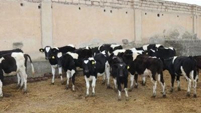 «مصر الخير» تتعاون مع البنك الزراعي لإعادة تشغيل محطات الإنتاج الحيواني