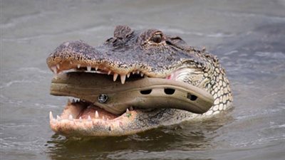 تمساح يخطف طفلاً