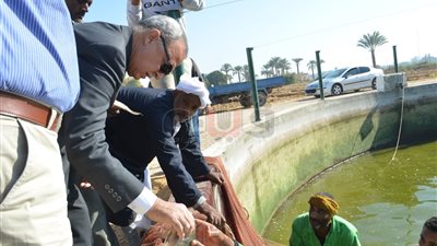 توزيع أسماك مخفضة الأسعار بمنطقة المعنا في قنا (صور)