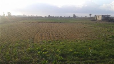 زراعة 727 فدان بنجر سكر بالمنوفية