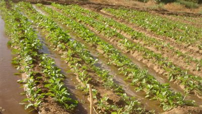 ننشر البرنامج الزمنى لزراعة 727 فدانا ببنجر السكر بالمنوفية