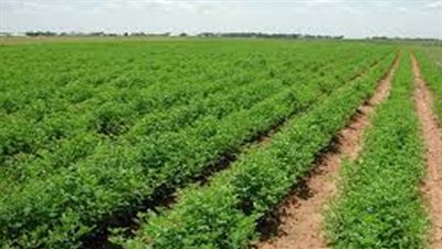 «القابضة لاستصلاح الأراضي» تعتمد مشروع لائحة الشركة العامة