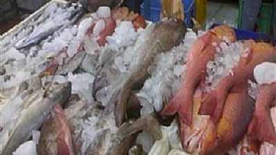 استقرار أسعار «جملة» الأسماك.. و«البلطي» يسجل 13.25 جنيها
