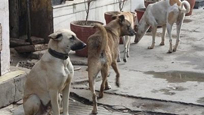 الزراعة عن تصدير 4100 كلب وقطة للخارج: «لا يوجد ما يمنع»