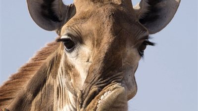 «الحيوان العابس».. زرافة تحمل وجها مستاء دائما (صور)