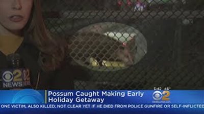 حيوان أبسوم يخطف الأنظار من مراسلة تليفزيونية (فيديو)