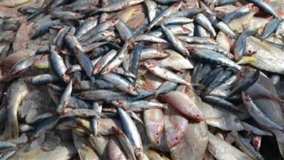 «التموين»: ضبط 2.700 طن أسماك وكرشة فاسدة بالعمرانية والبساتين