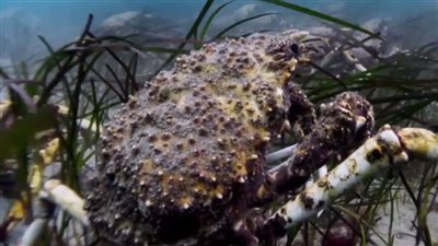 مسيرة لآلاف من سرطان العناكب في قاع البحر ( فيديو)