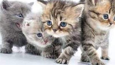 تحريات مكثفة في اتهام سيدة بحيازة عدد كبير من القطط بالتجمع