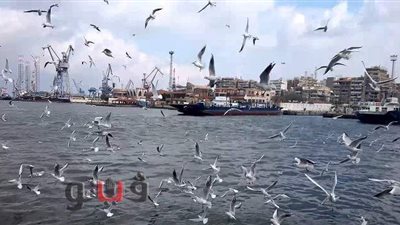 من أفريقيا إلى آسيا.. رحلة عابرة للقارات عبر قناة السويس في 10 دقائق | فيديو