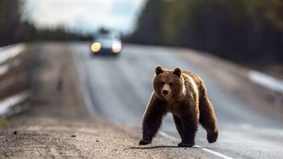 دب يقتحم قاعدة عسكرية في اليابان ويصيب 4 أشخاص