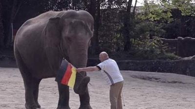 على طريقة القط أخيل.. الفيل ياشودا يتوقع نتيجة ألمانيا والبرتغال باليورو