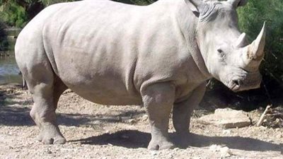 عاش قبل 26 مليون سنة.. اكتشاف حفريات 