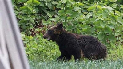 الأولمبياد في خطر.. دب شرس يهاجم جنودا ويغلق مدارس ومطارات في اليابان | فيديو