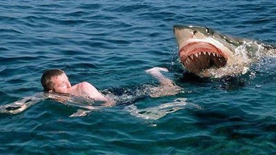 بطول مترين.. سمكة قرش تهاجم سباحا في فلوريدا وتصيبه في مقتل