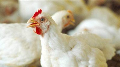 بورصة الدواجن اليوم 19-6-2021 في الأسواق المصرية