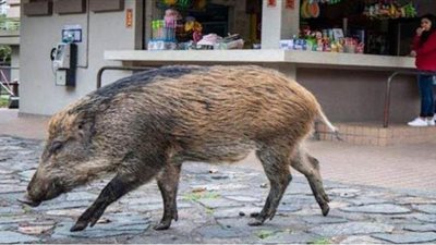 تسسلل حواجز المراقبة.. خنزير بري يستقل مترو الأنفاق في هونج كونج