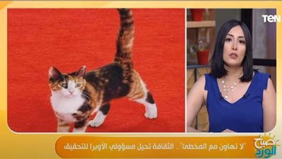 صابر: عقاب مشدد للمتورط في تسمم قطة دار الأوبرا | فيديو