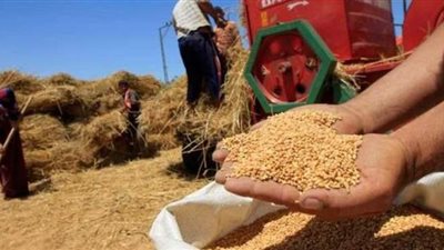وزير التموين: استلام 3.427 مليون طن قمح وسداد 16 مليار جنيه للمزارعين