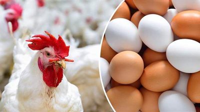 اسعار الدواجن اليوم الأحد 20-6-2021 في الأسواق المصرية