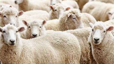 هل يجوز الأضحية بالجدي المخصي؟.. دار الإفتاء ترد