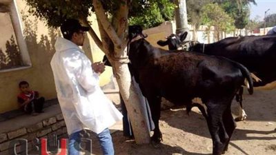 تحصين 116 ألفًا و34 رأس ماشية ضد الجلد العقدي وجدري الضأن ببني سويف