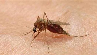 هروب آلاف البعوض الملقح بالفياجرا من مختبر صيني.. قصة خبر أثار فزع العالم