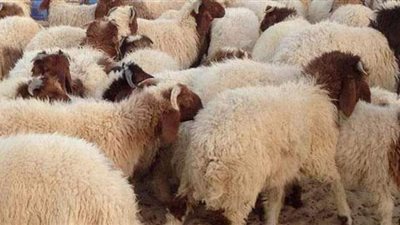 الزراعة تطرح أضاحي العيد بأسعار مخفضة.. والحجز في مزارع قطاع الإنتاج