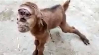 أثار الفزع وصاحبه بيخاف منه.. ولادة ذكر ماعز برأس قرد في أسيوط.. وأطباء يكشفون السبب| فيديو