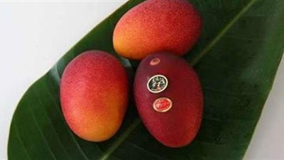 سعرها صادم.. هندي يستأجر عددا من السكان لحماية أغلى مانجو في العالم | صور