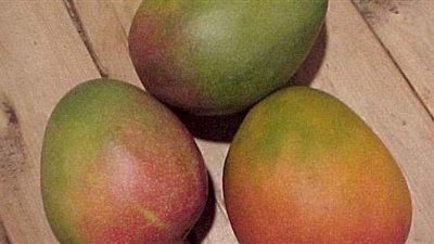 كاميرات وحراسة لتأمين أغلى نوع 