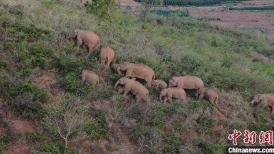 فيلة الصين المتجولة في طريقها للعودة بعد قطعها 500 كيلومتر