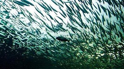 موسم هجرة الكائنات البحرية.. البيئة: نعثر سنويا على كائنات بحرية مهددة بالانقراض على سواحل البحر المتوسط