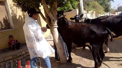 كاميرا فيتو في بث مباشر داخل أسواق المواشي بأوسيم.. بائعو الأغنام يكشفون طرق التعرف على مواصفات الأضاحي الجيدة.. وكيفية تفادي غش التجار